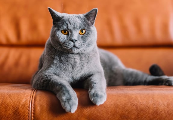 A British Shorthair laying on a tan leather sofa.