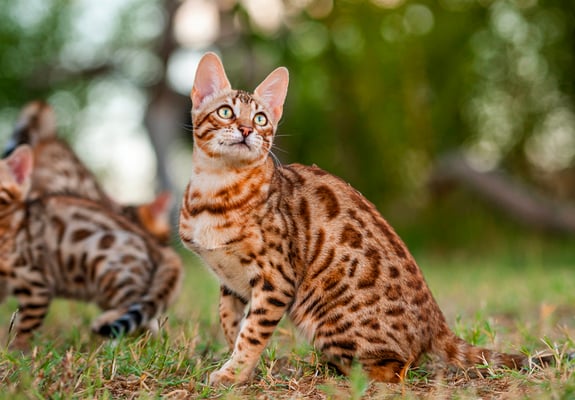 A bengal cat sitting in a field looking up.