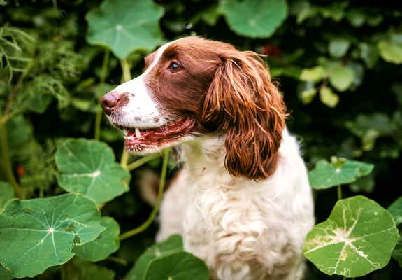 A Sprocker Spaniel surrounded by plants