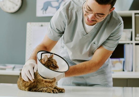 cat with cone around head being checked by a vet 