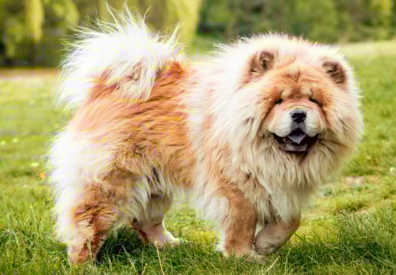 A ginger Chow standing on grass.