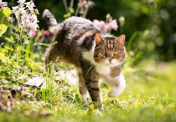 A tabby cat walking out from a flower bed.