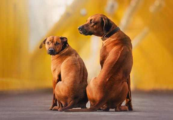 Two Rhodesian Ridgebacks sitting next to one another.