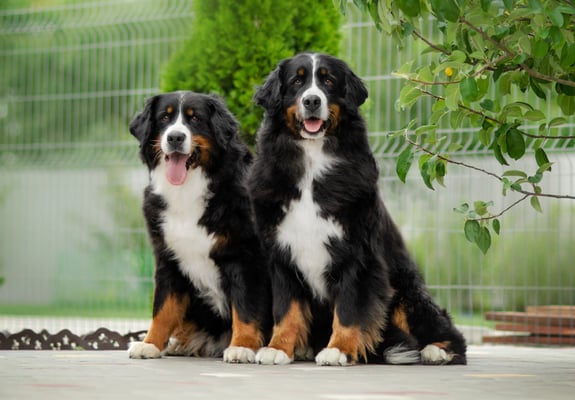 Two Bernese Mountain Dogs sitting next to one another outdoors.
