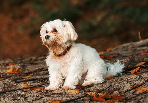 A white Cavachon sat on a fallen tree covered in autumnal leaves