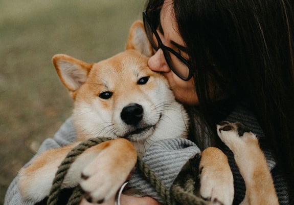 A shiba is being held closely by a woman