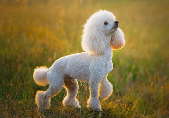 A white Poodle standing on grass.