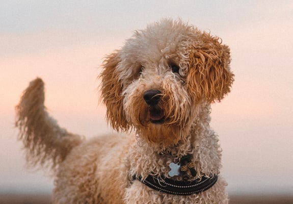 A goldendoodle on a beach at sunset.