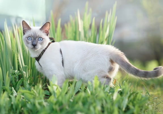 A white Siamese cat stood in grass and wearing a harness.