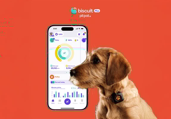 A dog wearing a PitPat Activity Monitor superimposed over a phone showing a screenshot of the Biscuit app