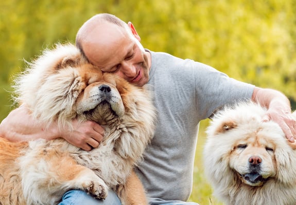 A bald man hugging two Chow Chows.