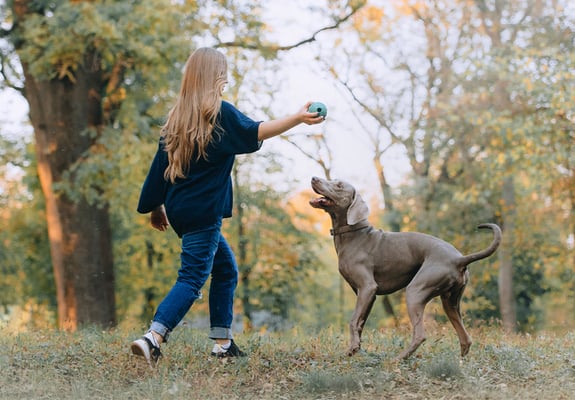 A woman and her weimaraner playing with a ball in a forest.