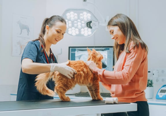 Ginger cat standing on vet table with vet and owner next to them