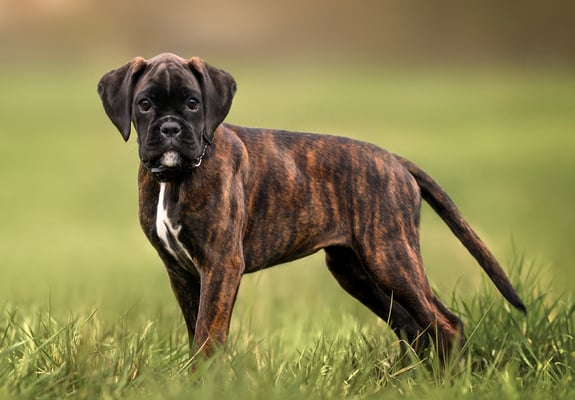 A young boxer standing in the grass.