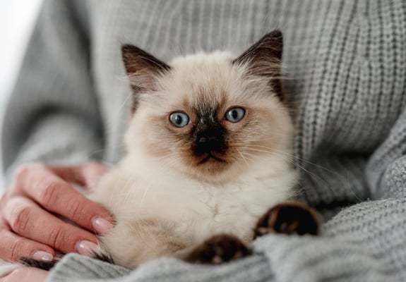 A ragdoll kitten sitting in their owner's lap.