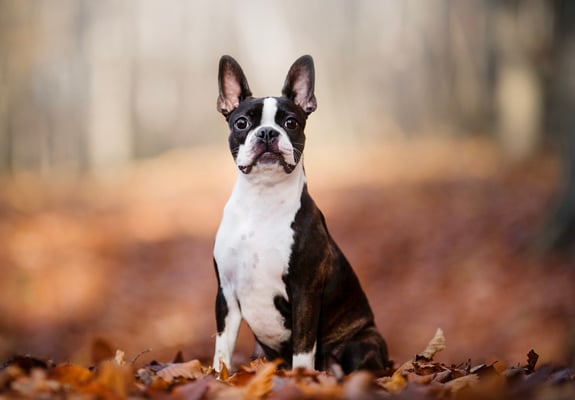 A boston terrier sitting amongst autumn leaves in a forest.