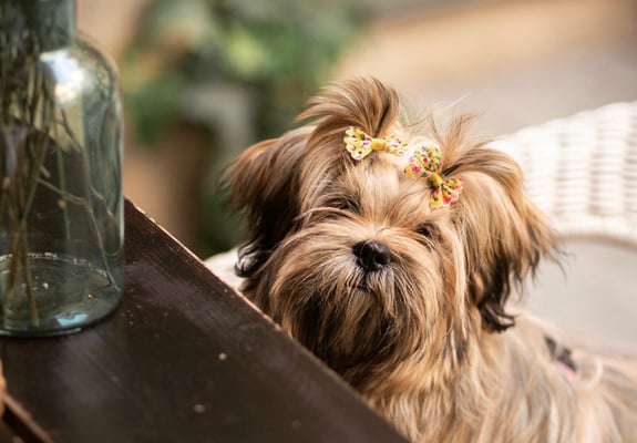 A lhasa apso with a bow in its hair looking over a counter top.