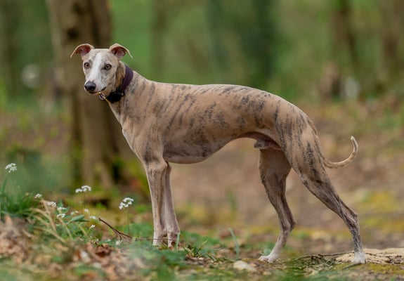 A stripy whippet standing in a forest.