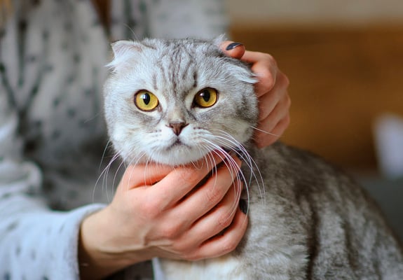 A grey Scottish Fold being stroked.
