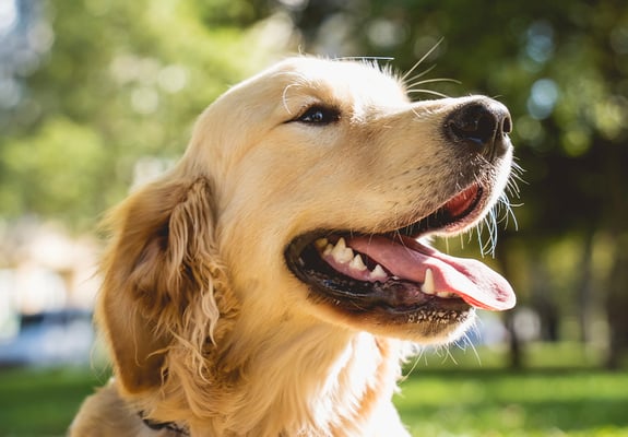 A golden retriever with its tongue out looking happy in the sun.
