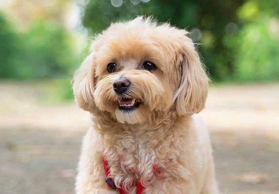 A cream coloured Maltipoo standing outside.