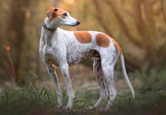 A lurcher dog standing in a forest.