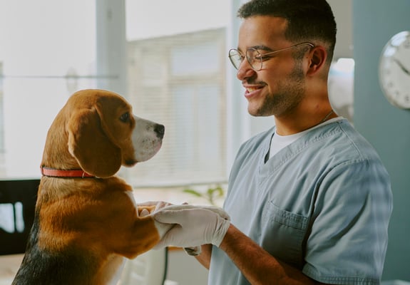 Beagle being checked by vet