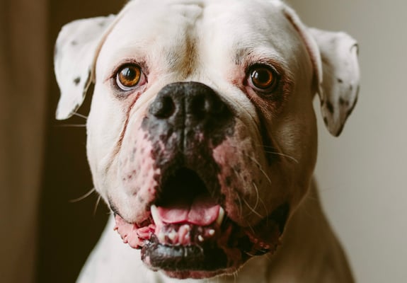 A white american bulldog with its mouth open close to the camera.