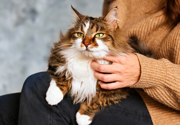 A siberian cat laying on its owners lap.