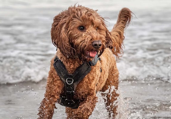 A cockapoo running through the shallow waters at a beach