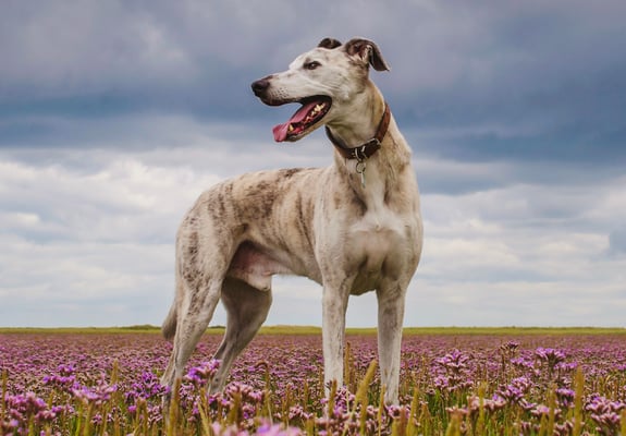 A lurcher standing in a field of flowers.