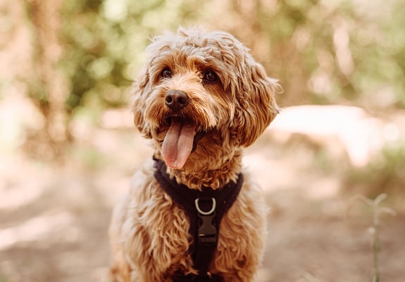 A Cavapoo in a harness enjoying time in nature