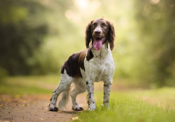 An English Springer Spaniel with its tongue hanging out standing on a path surrounded by tress.