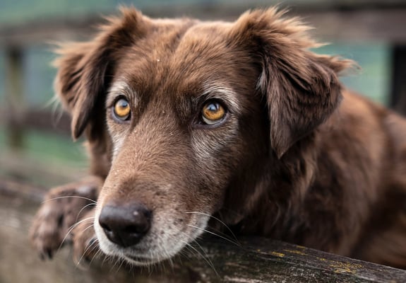 A brown elderly dog looking to camera over a fence.