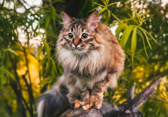 A siberian cat sitting in a tree surrounded by leaves.
