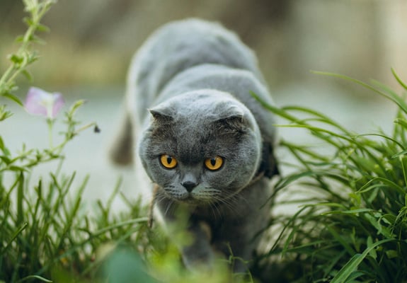A Scottish Fold about to pounce.