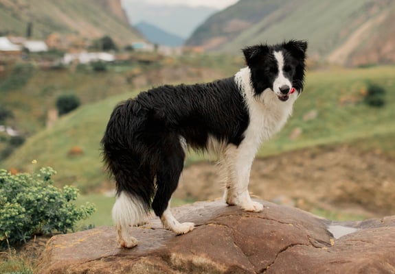 A Border Collie laying down outdoors wearing an orange harness.
