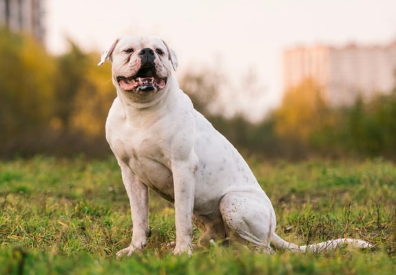 A white american bulldog in a grass field.