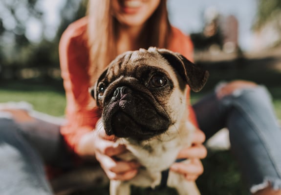 Pug sitting in front of owner outside