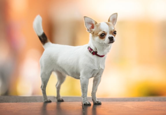 A Chihuahua standing against a blurred background.