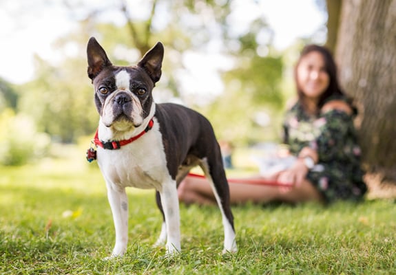 A boston terrier under a tree in a park with its owner.