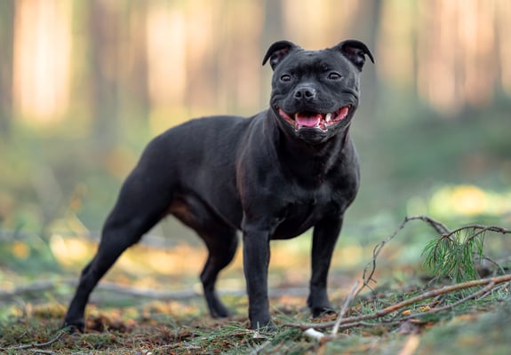 A black staffordshire bull terrier standing among branches in a forest.