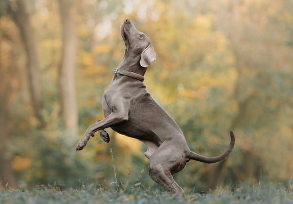 A weimaraner standing on its two back legs.
