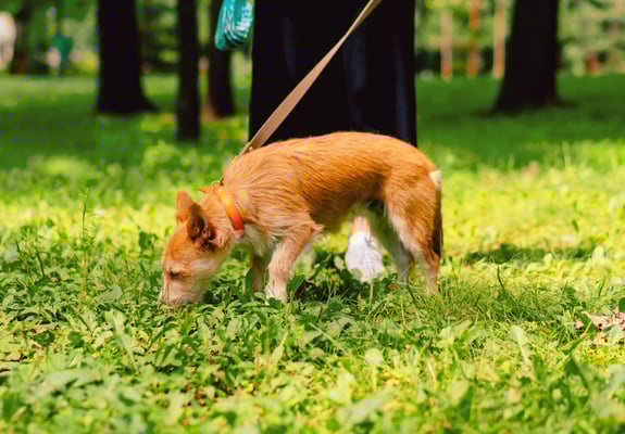 A small white dog wearing a coat watching its owner pick up its poop.