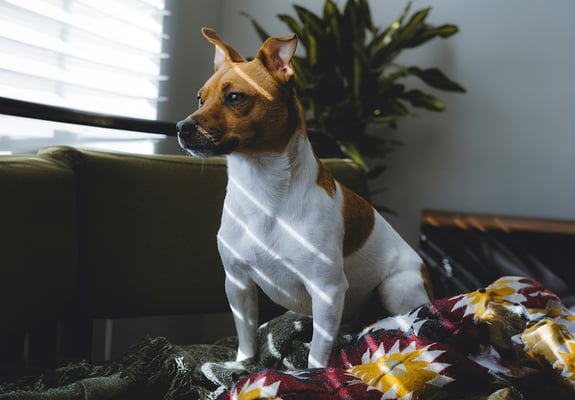 A Jack Russell Terrier sat on a sofa basking in light piercing through from a window