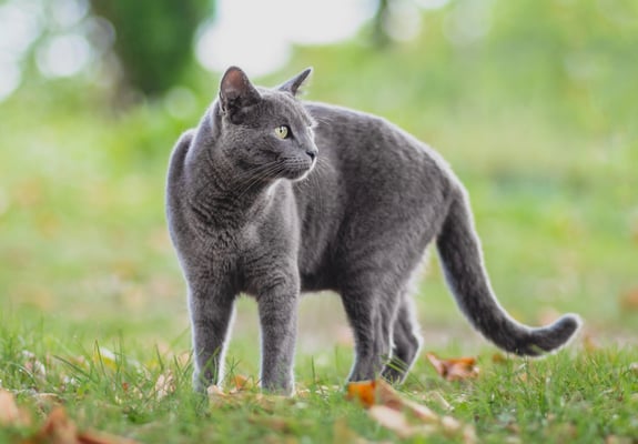 A russian blue outside on the grass.
