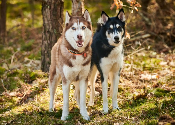 A brown and a black siberian husky.