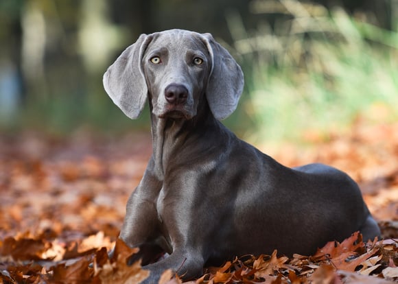 A weimaraner sitting amongst autumn leaves.