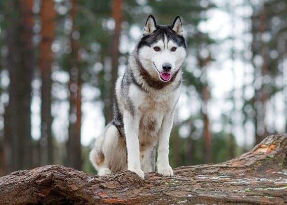 A black and grey siberian husky.
