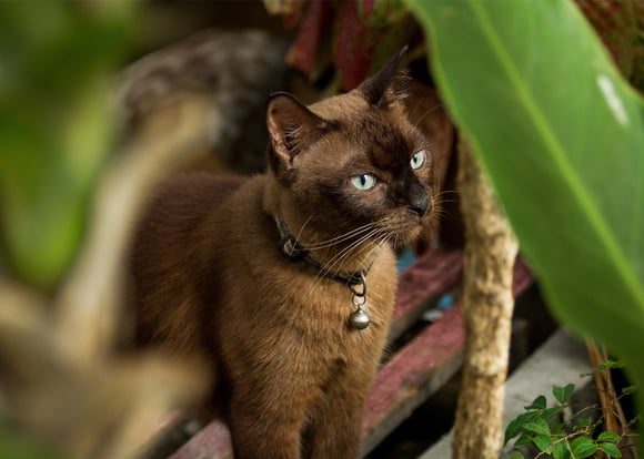 A brown Siamese cat peeking out of a plant.